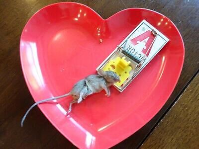 Detroit pest control